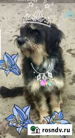 Собака Новороссийск - изображение 1