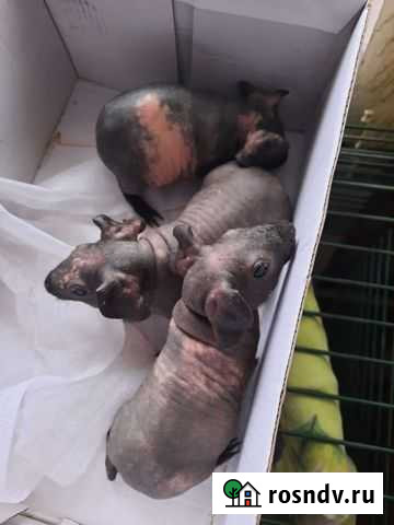 Морская свинка скинни Киров - изображение 1