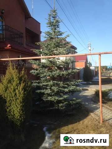 Ель голубая Арамиль - изображение 1