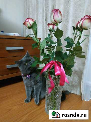 Интеллигентный Кот встретиться с утонченной кошечк Уфа - изображение 1