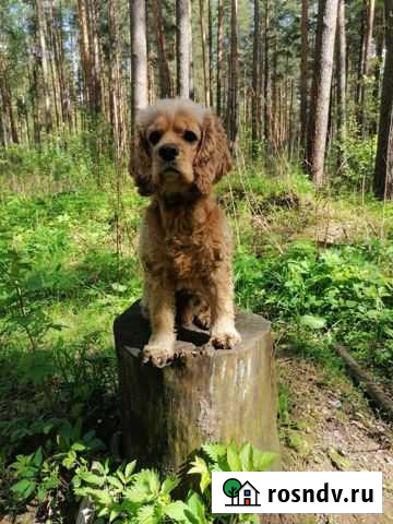 Американский кокер спаниель Кострома - изображение 1