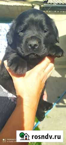 Лабрадор Севастополь - изображение 1