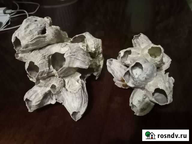 Кораллы для аквариума Егорьевск - изображение 1