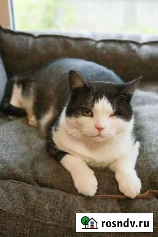 Кот Нельсон Казань - изображение 1