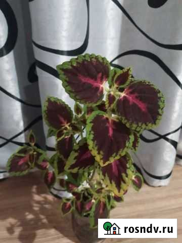 Колеус Ливны - изображение 1