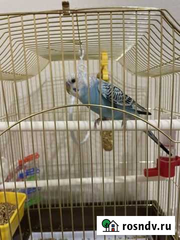 Попугай Сочи - изображение 1