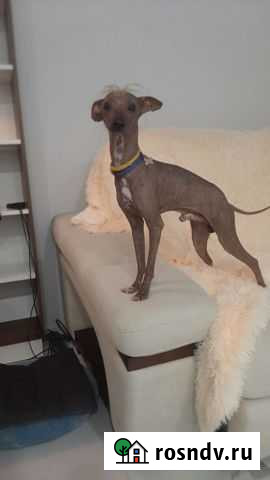 Вязка мини кобель мексиканской голой Севастополь - изображение 1