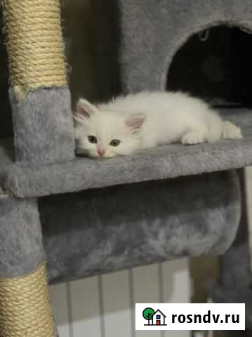 Милый котик Кузнецк - изображение 1