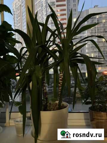 Юкка Екатеринбург - изображение 1