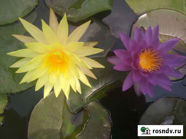 Лилия водяная, Нимфея. Растения для водоёма рыба Гвардейское - изображение 1