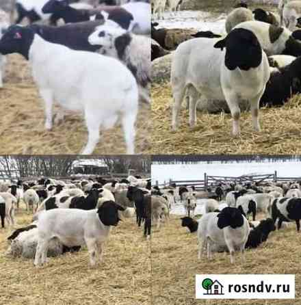 Баранина Липецк
