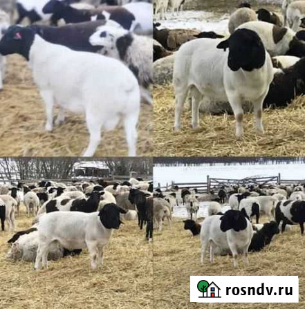 Баранина Липецк - изображение 1