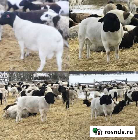 Баранина Липецк - изображение 1