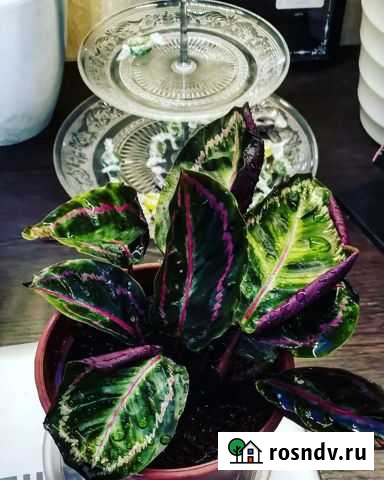 Калатея Розеопикта Липецк - изображение 1