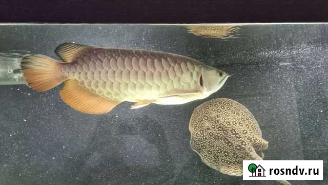 Арована Crossback Golden 24K 9999 Жемчужные скаты Рудня - изображение 1