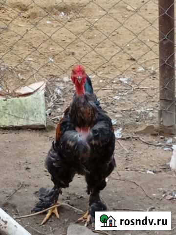 Петухи меняю на кур упитанные жирные красивые голо Махачкала - изображение 1