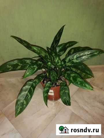 Аглоанема Энгельс - изображение 1