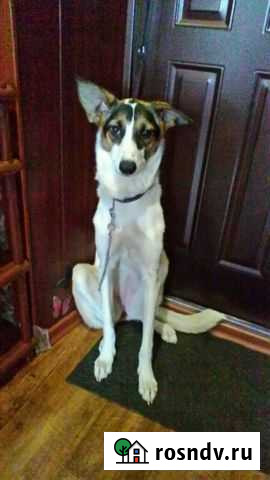 Отдам собаку Кемерово - изображение 1