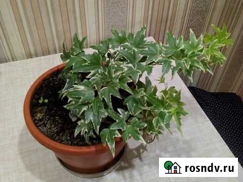 Плющ Тольятти - изображение 1