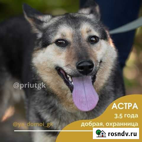 Астра, компаньон, стерилизована Краснодар - изображение 1