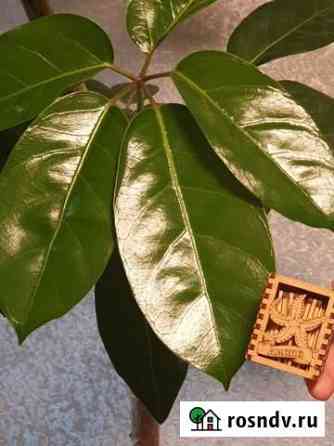 Шеффлера Амате (Schefflera Amate) Симферополь