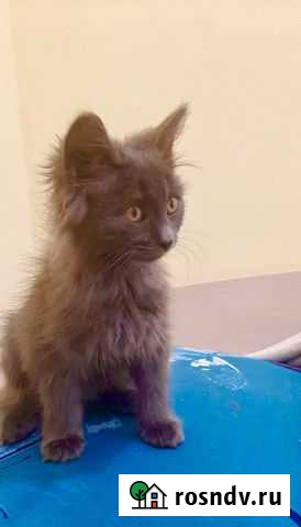 Русская голубая Ростов-на-Дону - изображение 1