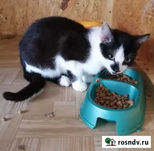 Котик Тверь - изображение 1