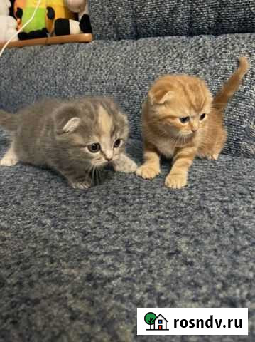 Шотландские вислоухие котята Казань - изображение 1