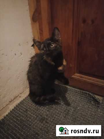 Котенок девочка ищет дом Серпухов - изображение 1