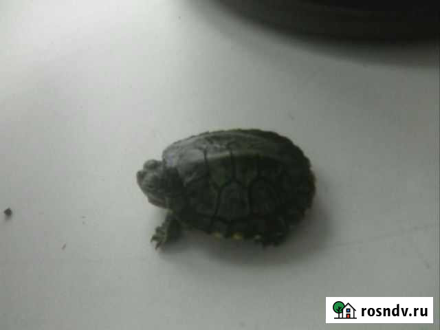 Красноухие Черепашки маленькая и большая Вологда - изображение 1