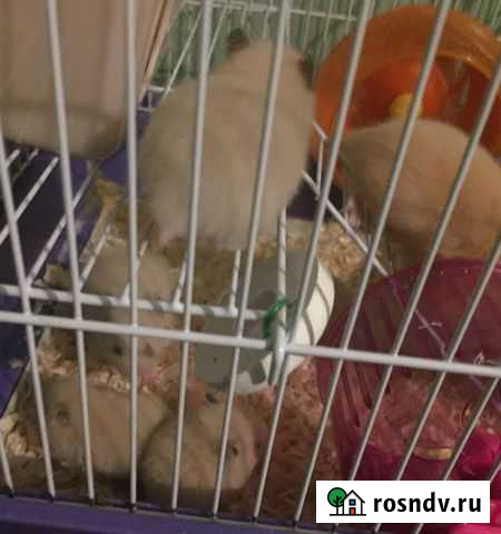Хомяки Кстово - изображение 1