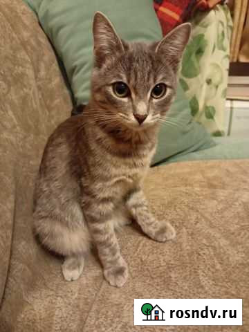 Кошка бесплатно Владимир - изображение 1