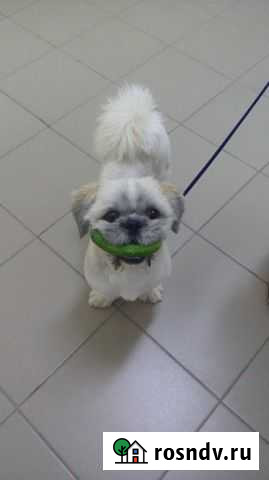 Мальчик Ши-тцу ищет подругу Краснодар - изображение 1