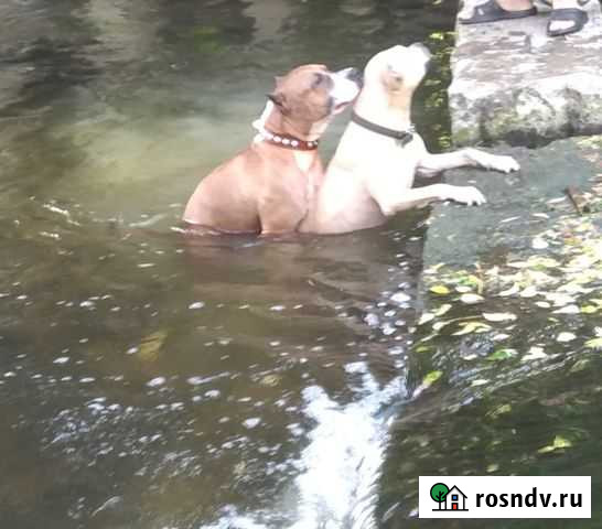 Стаффордширский терьер вязка Краснодар - изображение 1