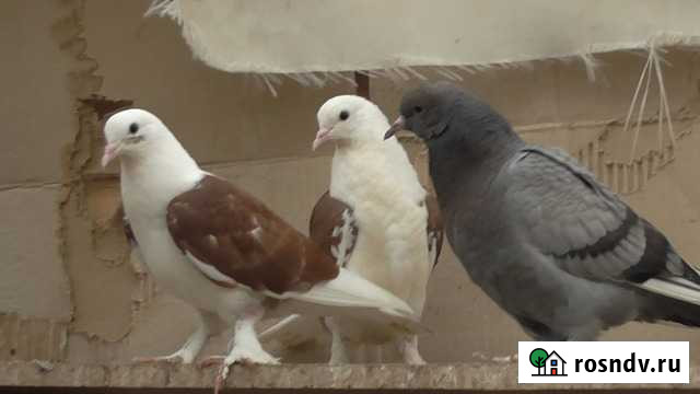 Бакинцы (чебаркули) Тургояк - изображение 1