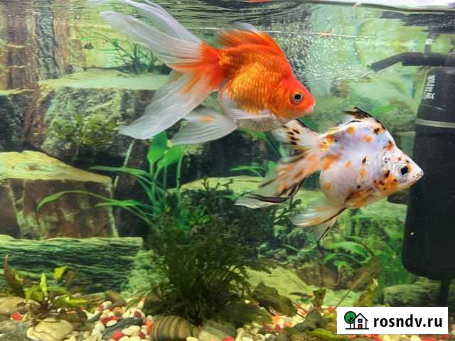 Аквариумные рыбки Саратов - изображение 1