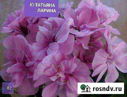 Пеларгония Ю-Татьяна Ларина Донское