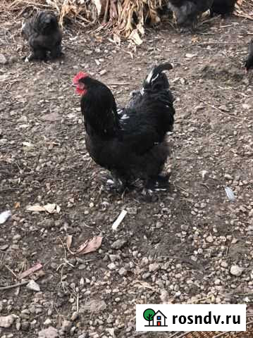 Петух кохинхин Анапская - изображение 1