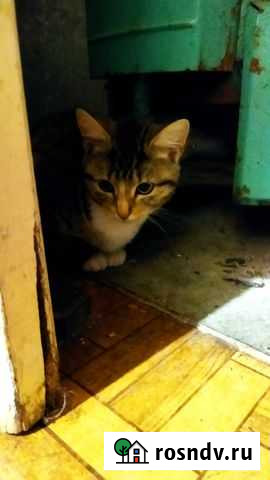 Отдам котят в добрые руки Балашиха - изображение 1