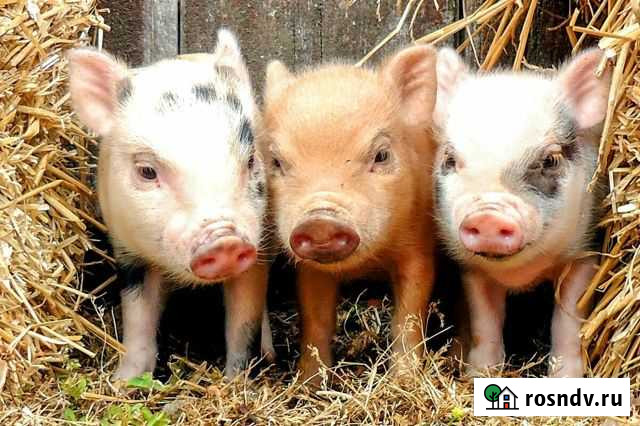 Поросята кастрированные боровки Вад - изображение 1