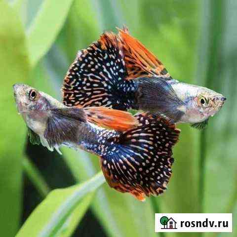 Рыбки гуппи Суровикино
