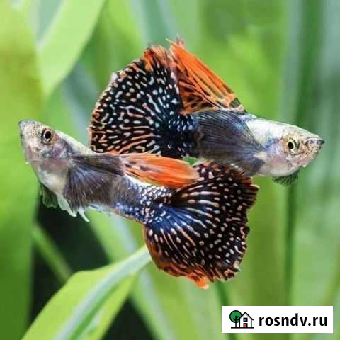 Рыбки гуппи Суровикино - изображение 1