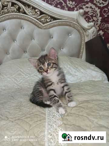 Котенок Махачкала - изображение 1