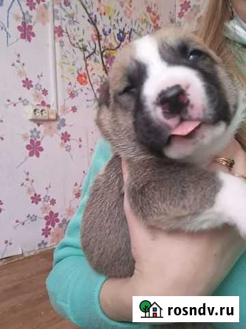 Среднеазиатская овчарка Волгоград - изображение 1