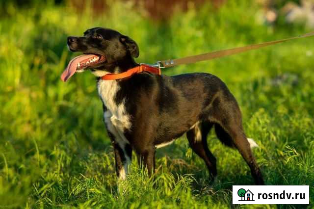 Красавица Дина Курск - изображение 1