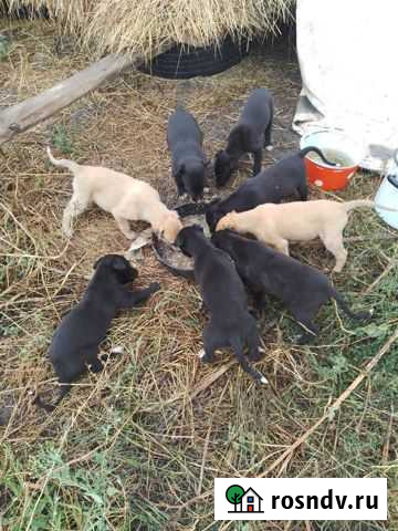 Щенки Грея Михайловка - изображение 1
