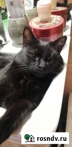 Котик молоденький Оренбург - изображение 1