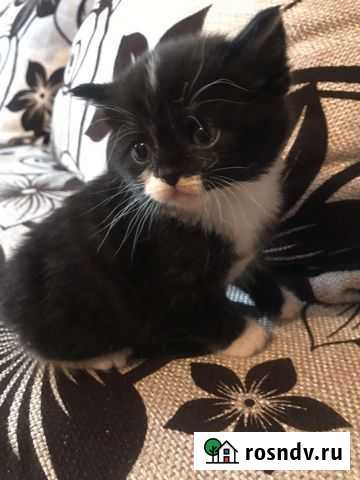 Котята Нижний Новгород - изображение 1