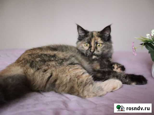 Волонтерский котенок ищет дом Саратов - изображение 1