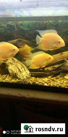 Северумы, корм, гроты Киров - изображение 1